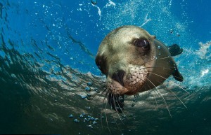 Seal looking at camera